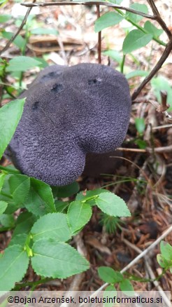 Cortinarius violaceus subsp. hercynicus