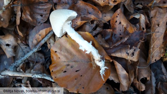 Lepiota clypeolaria