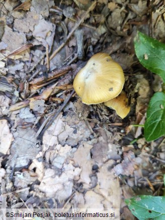 Inocybe mixtilis