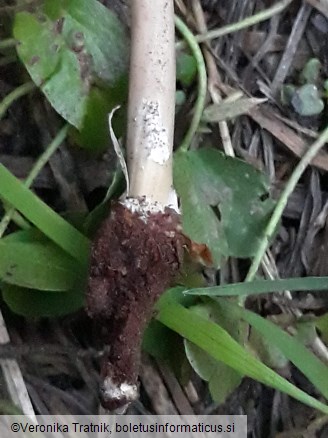 Marasmius wynneae