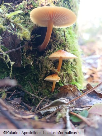 Flammulina velutipes