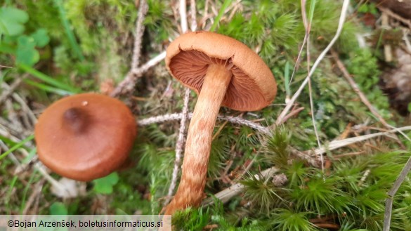 Cortinarius rubellus