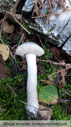 Leccinum holopus