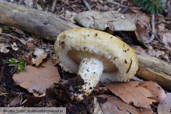 Lactarius leonis