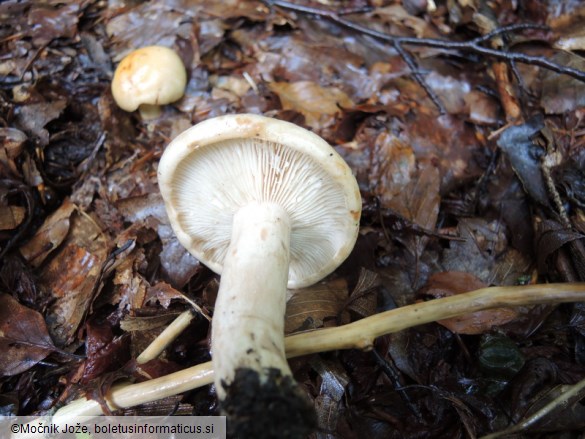 Lactarius pallidus