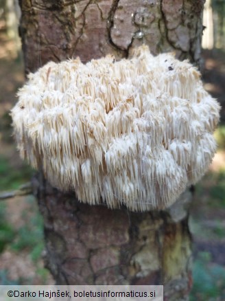 Hericium alpestre