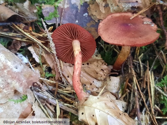 Cortinarius purpureus