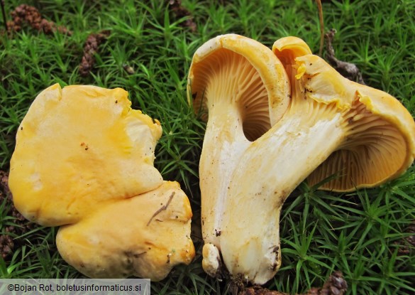 Cantharellus cibarius