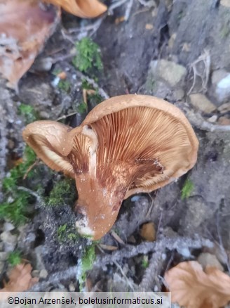 Paxillus involutus