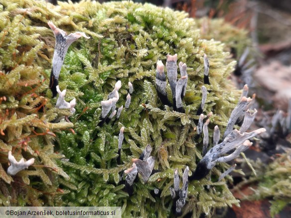 Xylaria hypoxylon