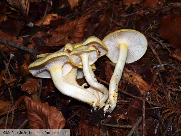 Hygrophorus chrysodon