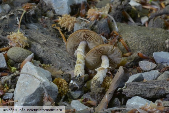 Conocybe aporos