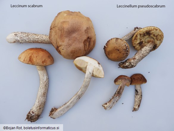 Leccinum scabrum