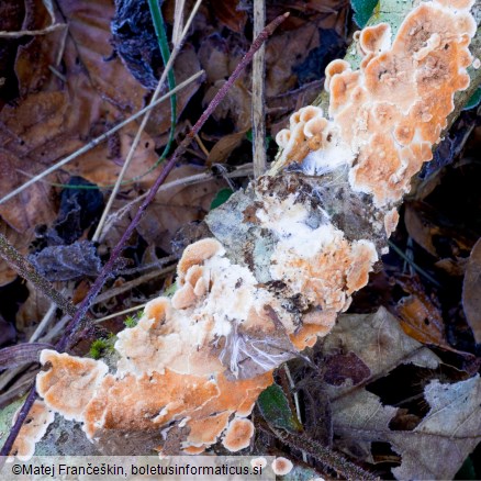 Steccherinum ochraceum