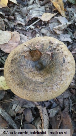 Lactarius turpis