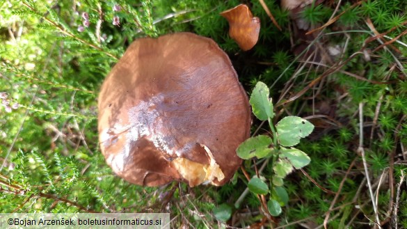 Suillus luteus