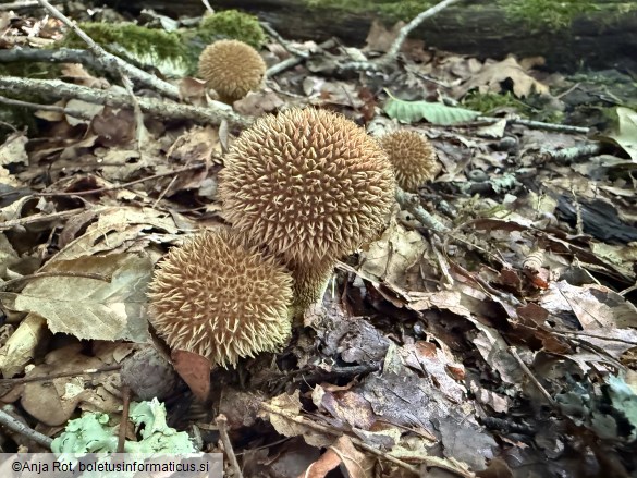 Lycoperdon echinatum