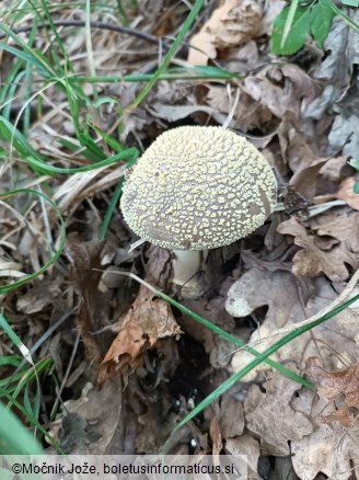 Amanita franchetii