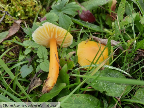 Hygrocybe paraceracea