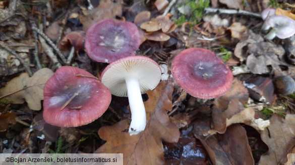 Russula fragilis