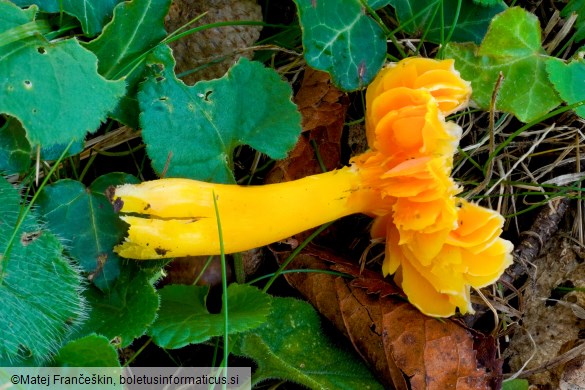 Hygrocybe quieta