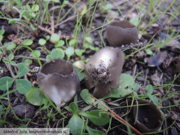 Helvella leucomelaena