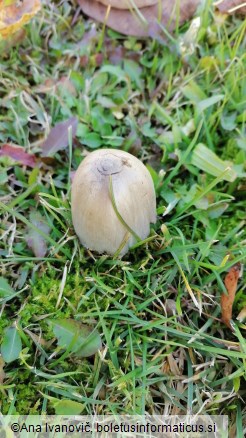 Coprinopsis atramentaria