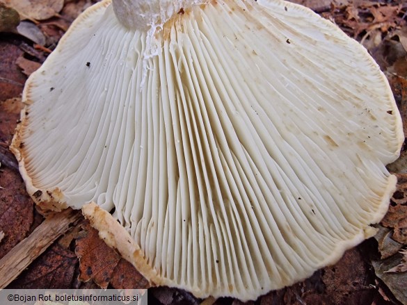 Russula delica