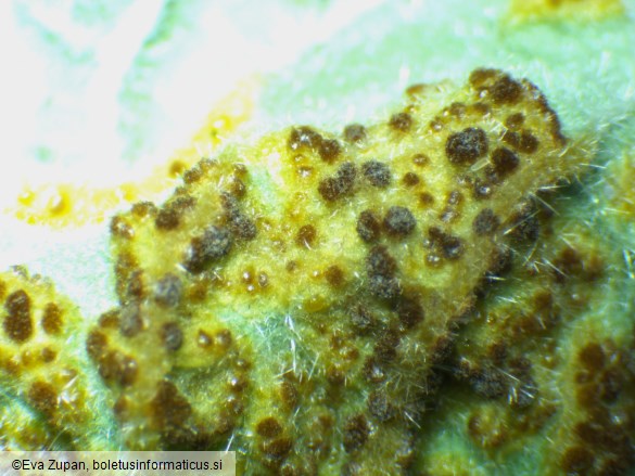 Puccinia modiolae