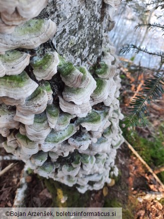 Trichaptum biforme