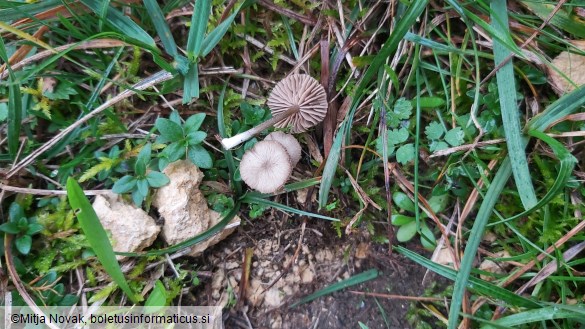 Arrhenia obscurata