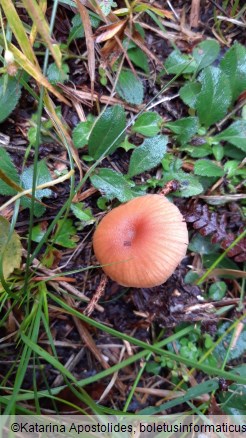 Laccaria laccata