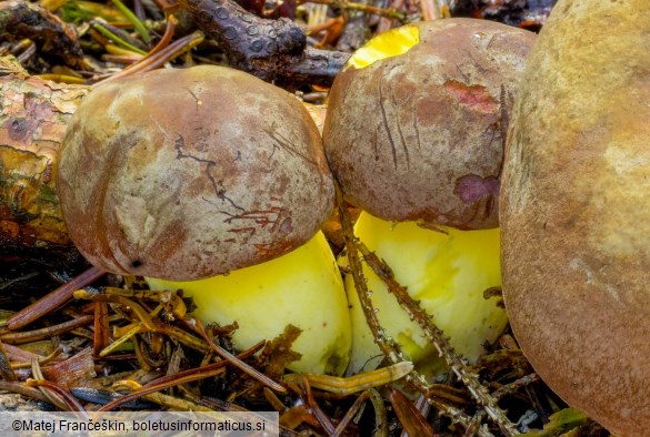 Butyriboletus roseogriseus