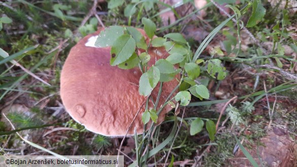 Boletus edulis