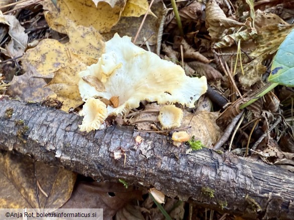 Lentinellus cochleatus