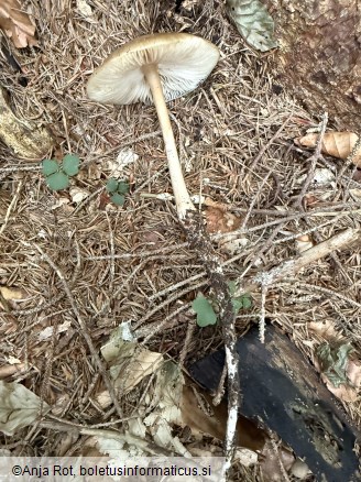 Hymenopellis radicata