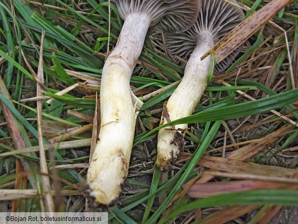 Hygrocybe flavipes