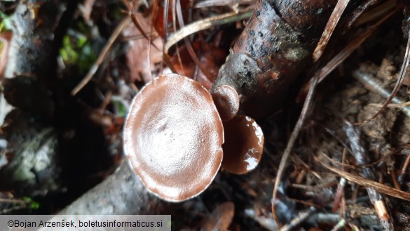 Polyporus brumalis