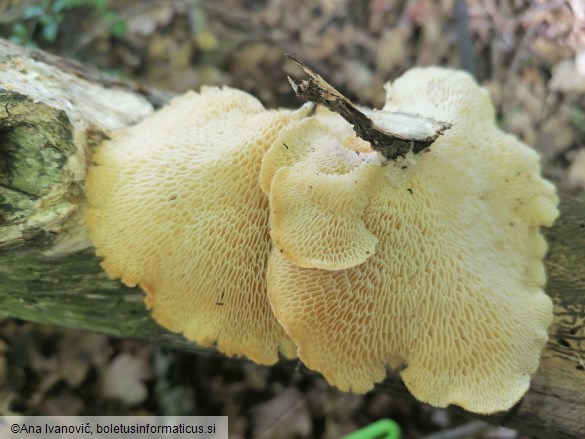 Pholiota squarrosa