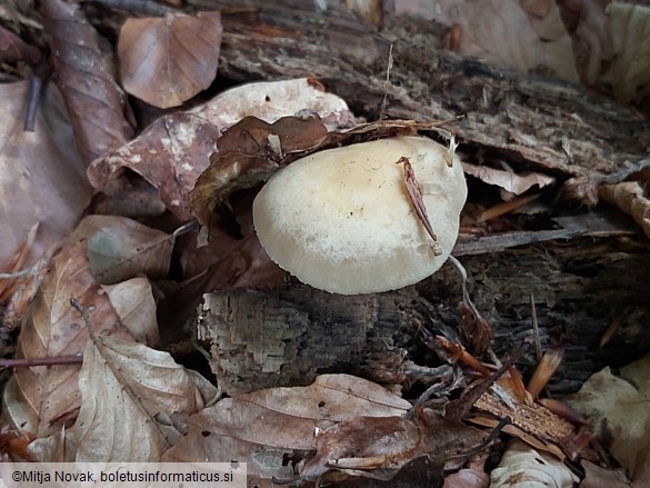 Agrocybe praecox