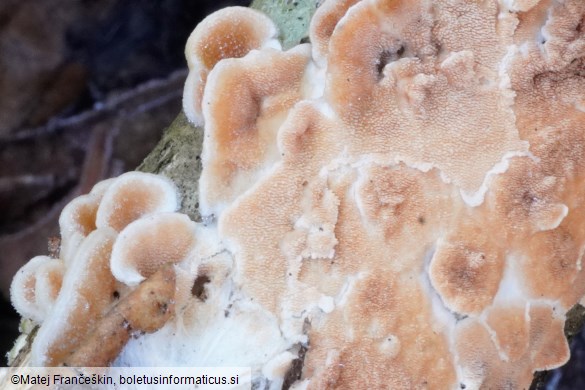 Steccherinum ochraceum