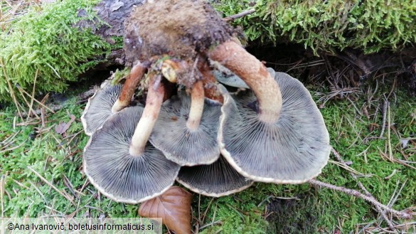 Hypholoma sublateritium