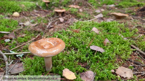 Paxillus involutus