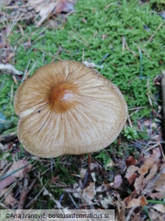 Hymenopellis radicata