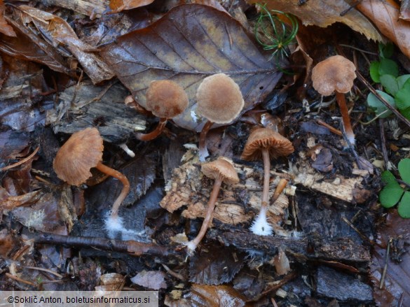 Tubaria conspersa