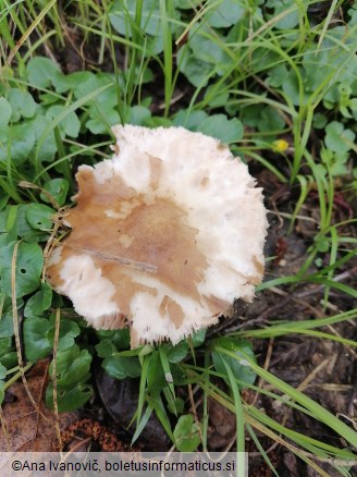 Pluteus cervinus