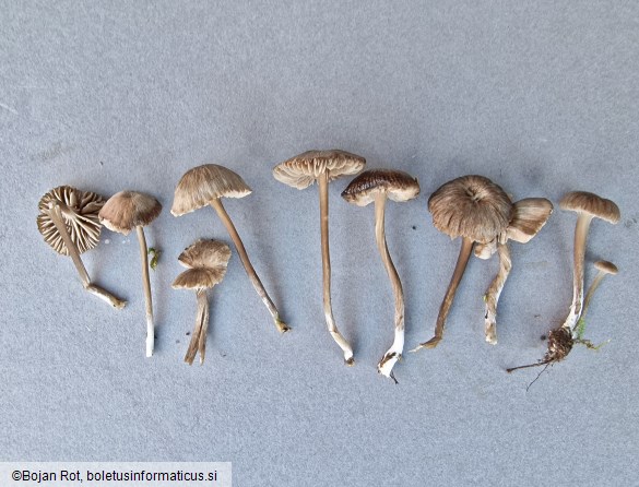 Entoloma undulatosporum