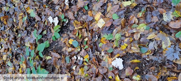 Clitocybe dealbata