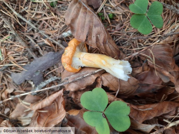 Hygrophorus speciosus