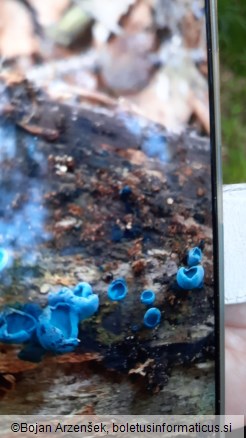 Chlorociboria aeruginascens